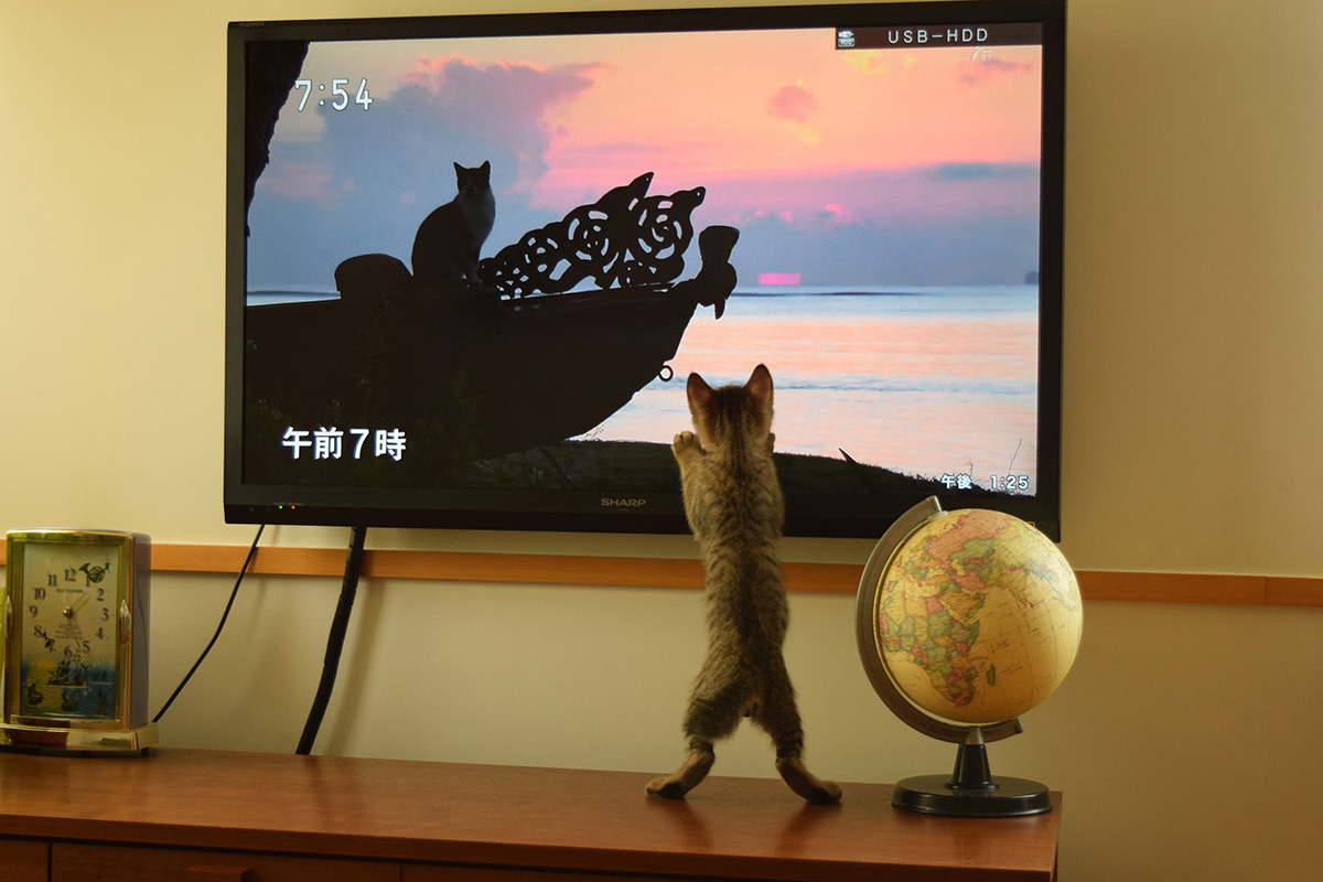 テレビにへばりついてネコ歩きをみる虎ノ介