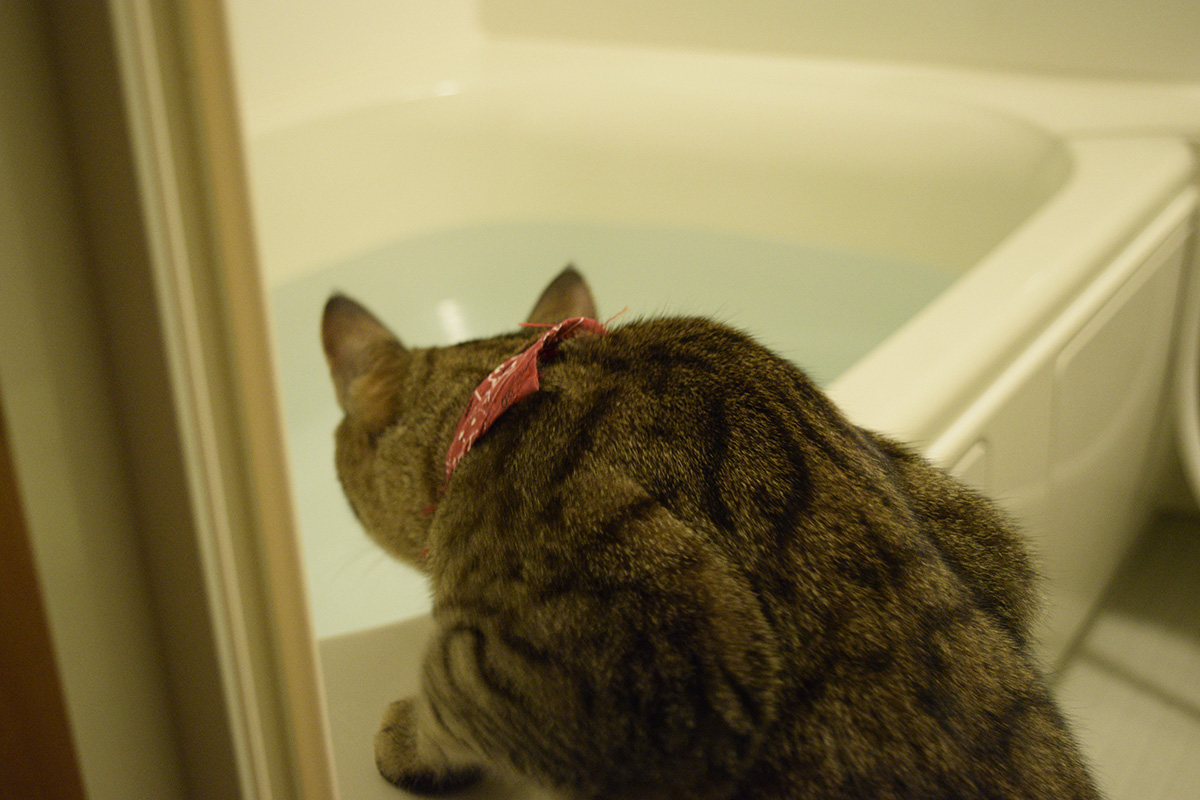 お風呂を覗くキジトラ猫の虎ノ介