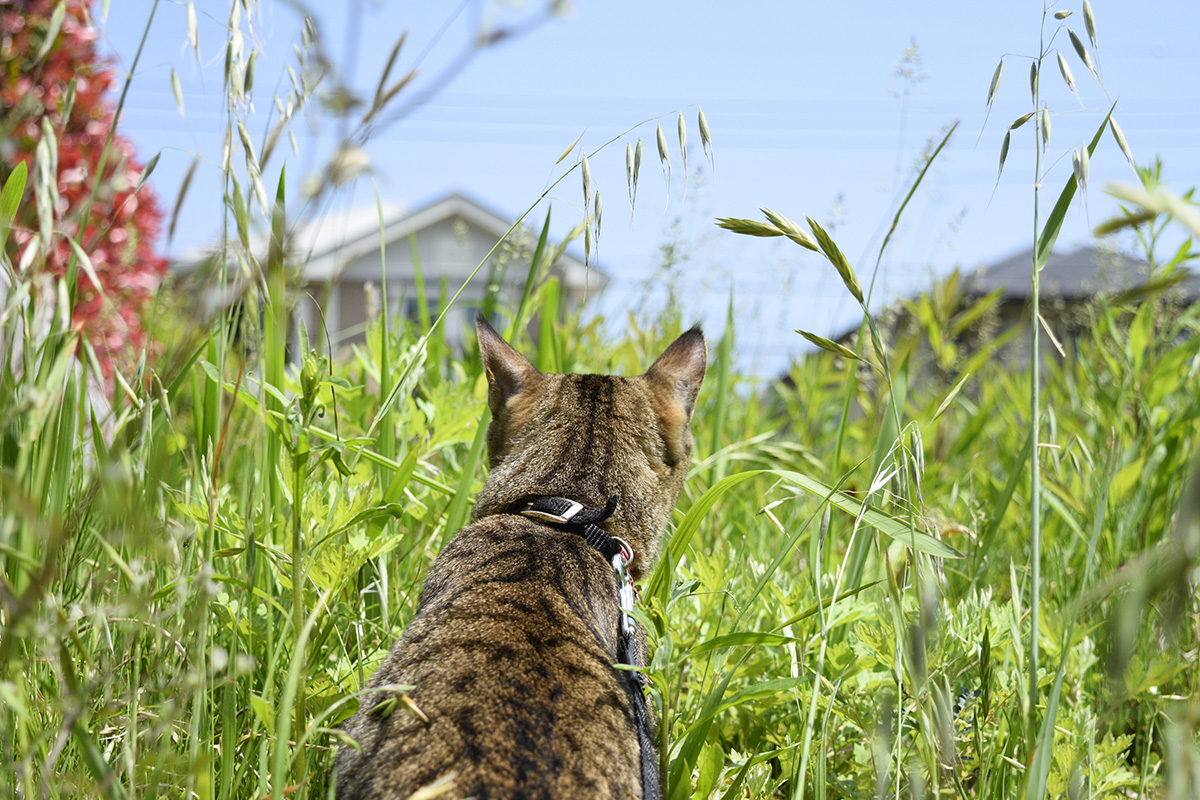 草原に入るキジトラ猫の虎ノ介
