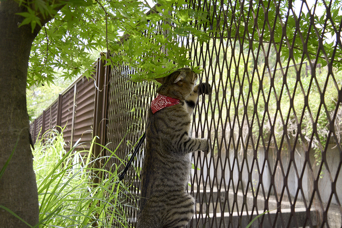 フェンスによじ登るキジトラ猫の虎ノ介