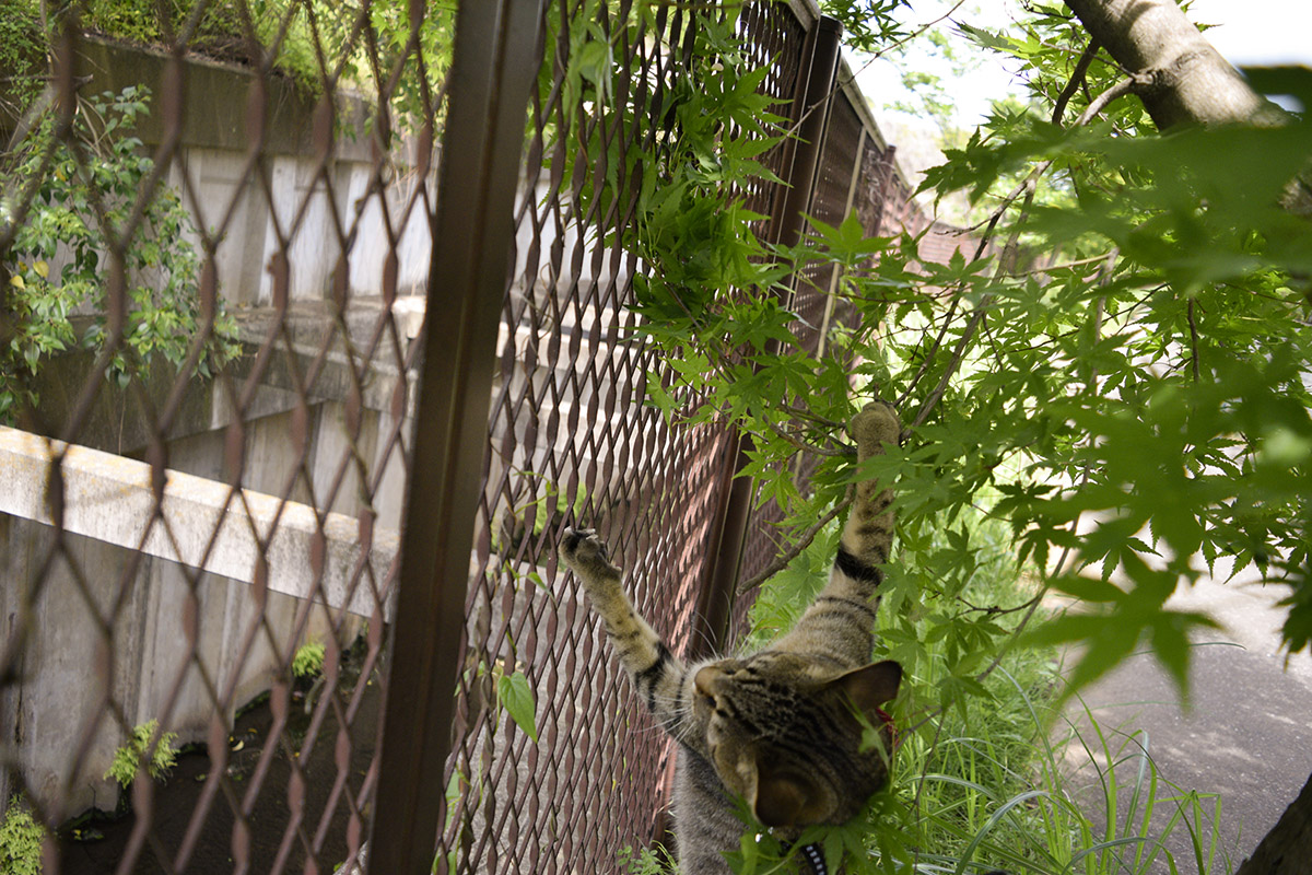 フェンスから落ちるキジトラ猫の虎ノ介