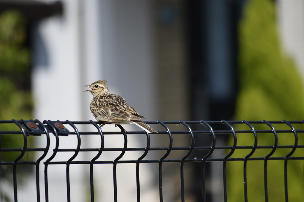 隣の家のフェンスの上でくつろぐ鳥