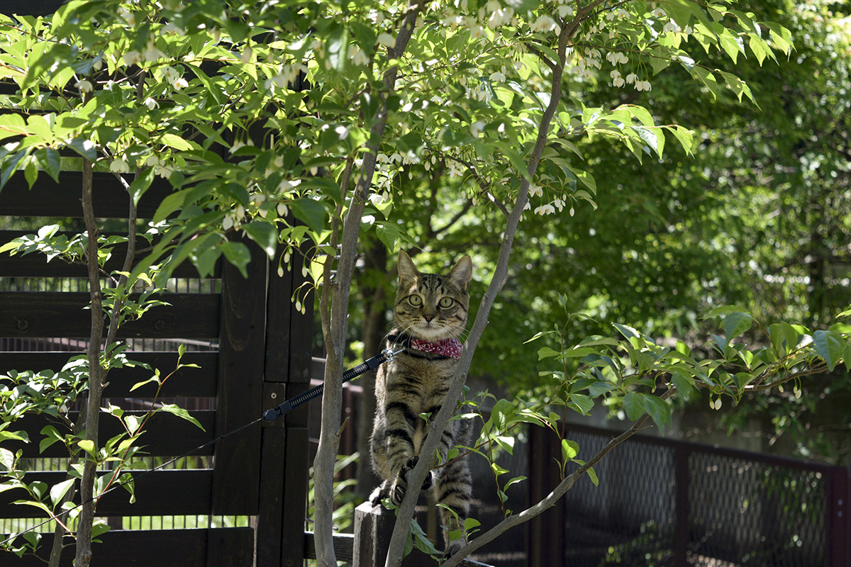 木の間から視線を向けるキジトラ猫の虎ノ介