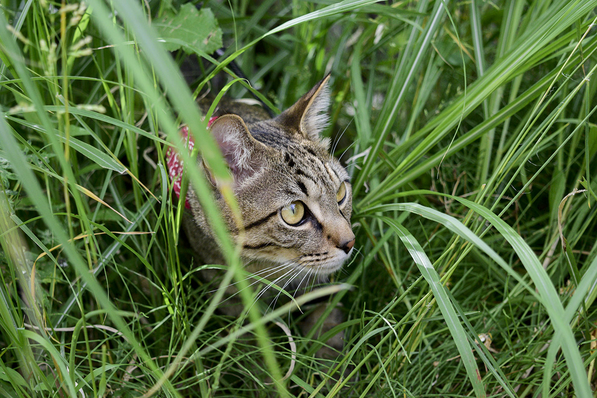 草むらに潜むキジトラ猫の虎ノ介