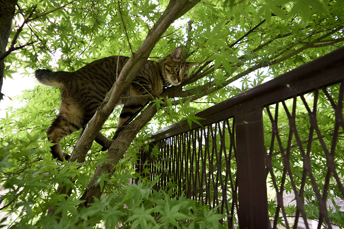 木に登るキジトラ猫の虎ノ介