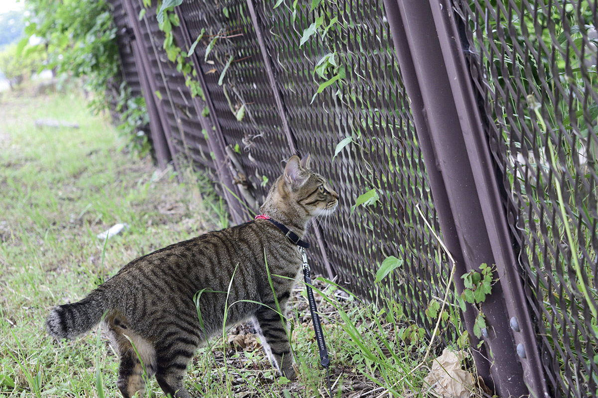 フェンスの向こうを見つめるキジトラ猫の虎ノ介