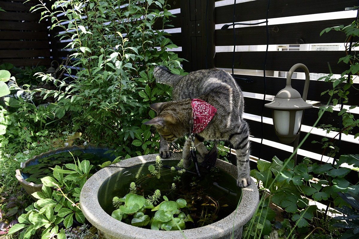 庭でメダカを覗くキジトラ猫の虎ノ介