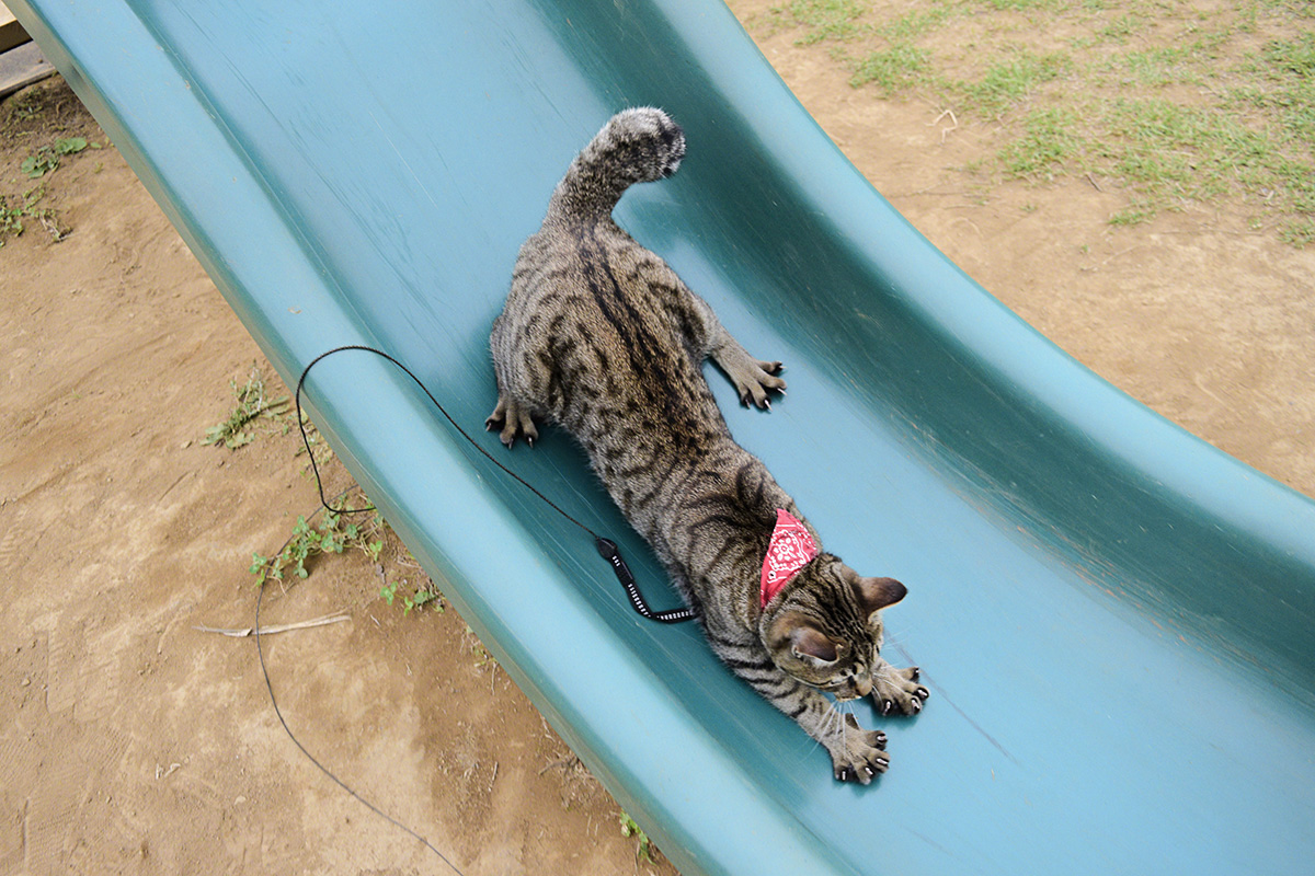 滑り台を滑り降りるキジトラ猫の虎ノ介