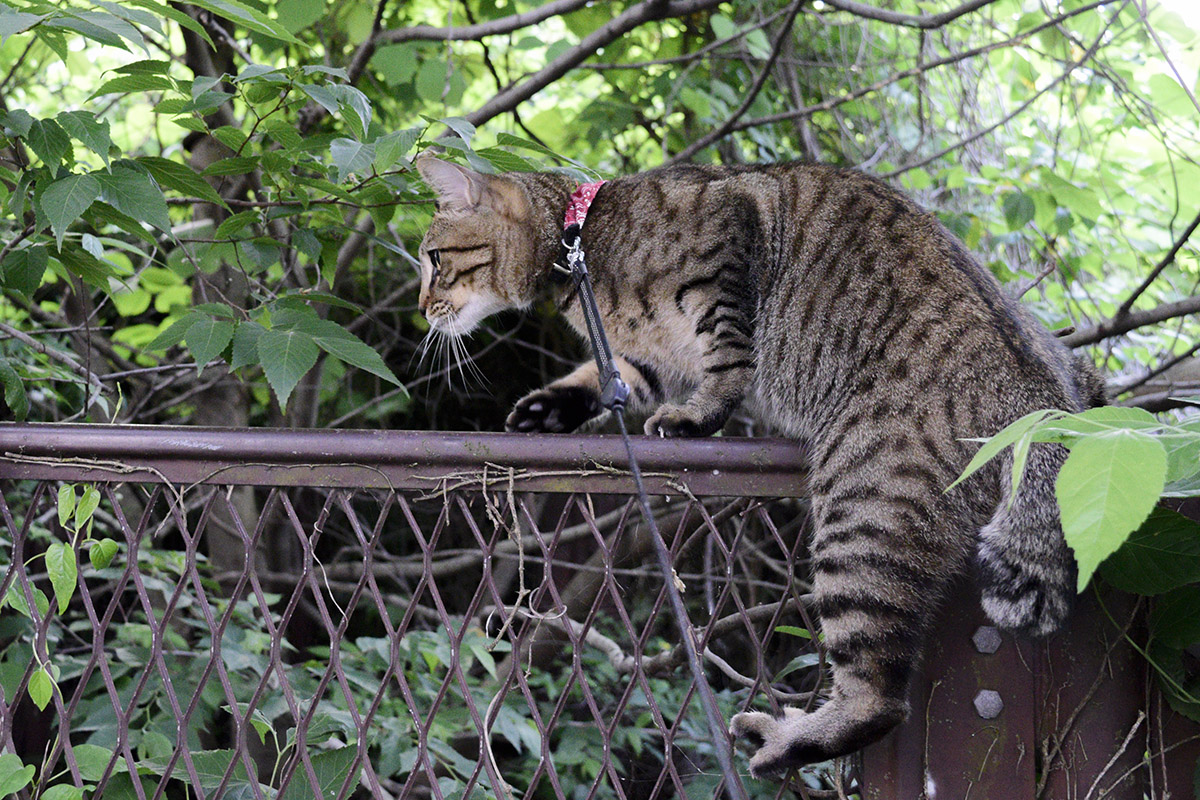 フェンスを乗り越えようとするキジトラ猫の虎ノ介