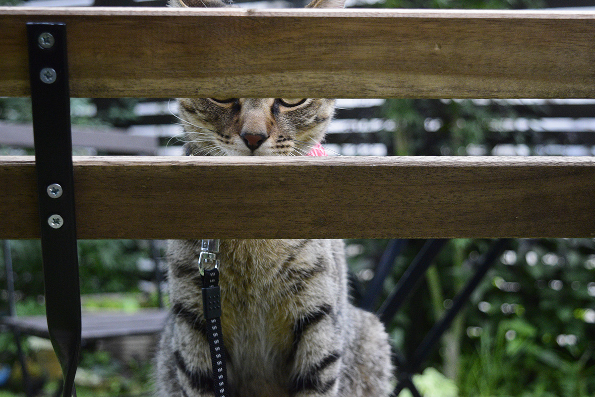 椅子の隙間から見えるキジトラ猫の虎ノ介っぽい猫