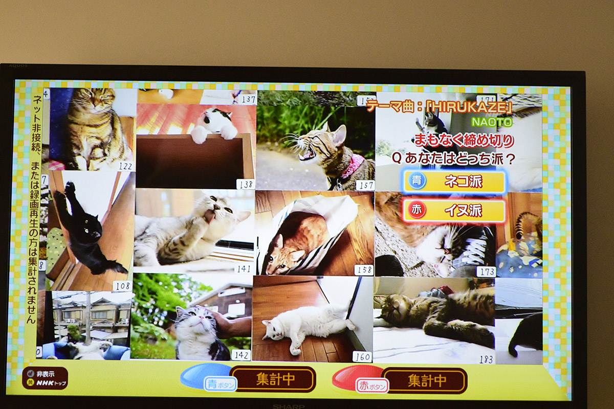 テレビに写真がうつったキジトラ猫の虎ノ介