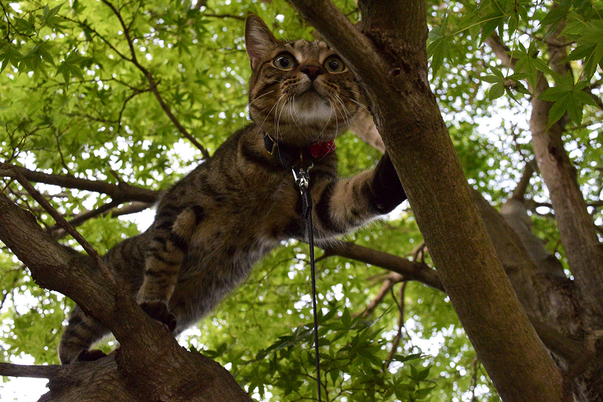 蝉を追いかけて木を登っていくキジトラ猫の虎ノ介