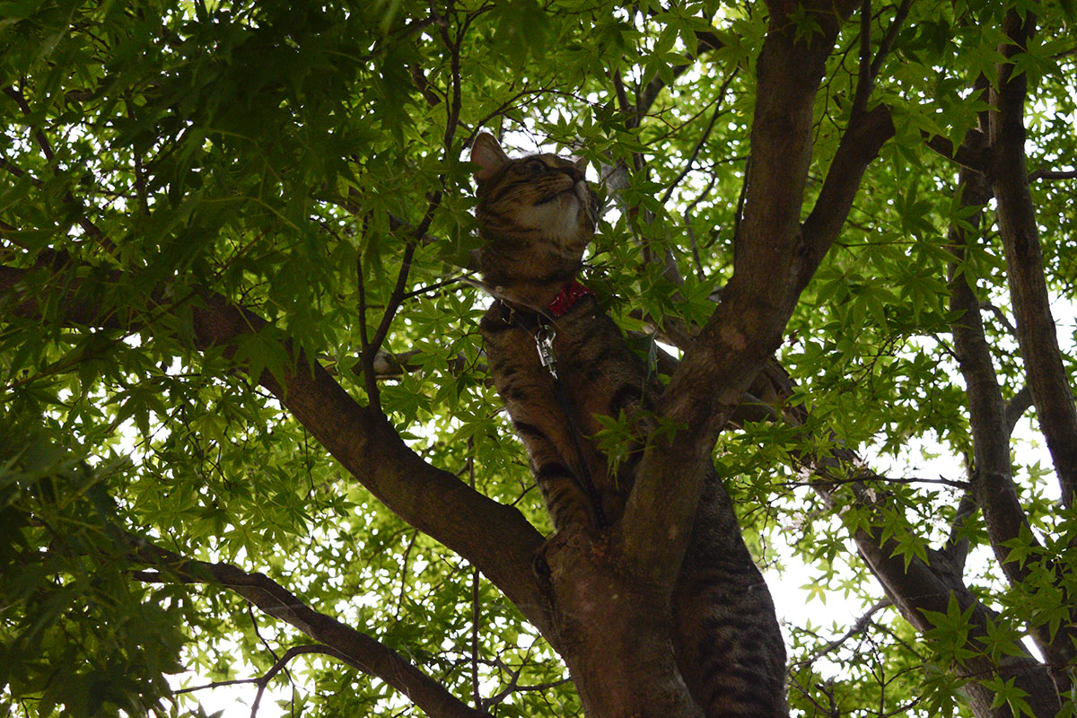 蝉を追いかけて木を登っていくキジトラ猫の虎ノ介