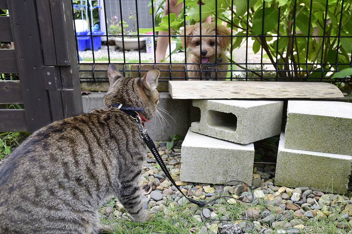 フェンス越しにお隣の犬と対面するキジトラ猫の虎ノ介