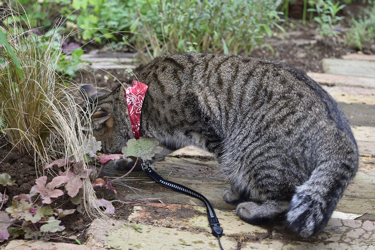 花壇の入り口でバッタを捕まえるキジトラ猫の虎ノ介