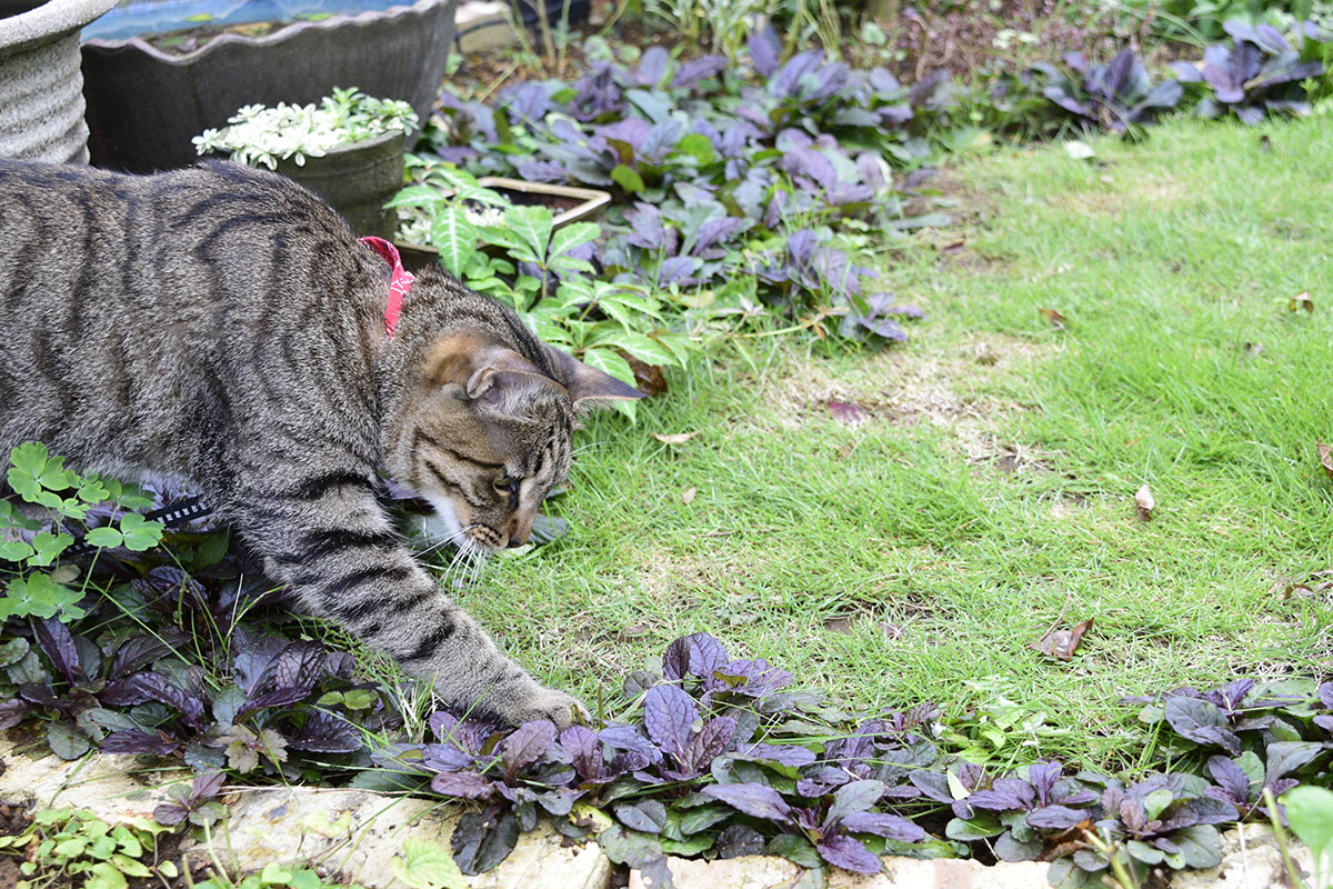 花壇の出口でバッタを押させるキジトラ猫の虎ノ介
