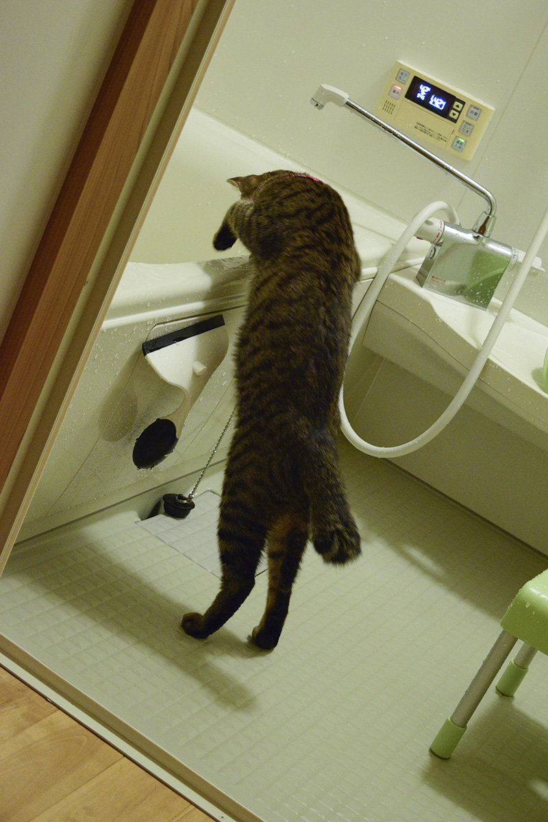 浴槽をのぞくキジトラ猫の虎ノ介