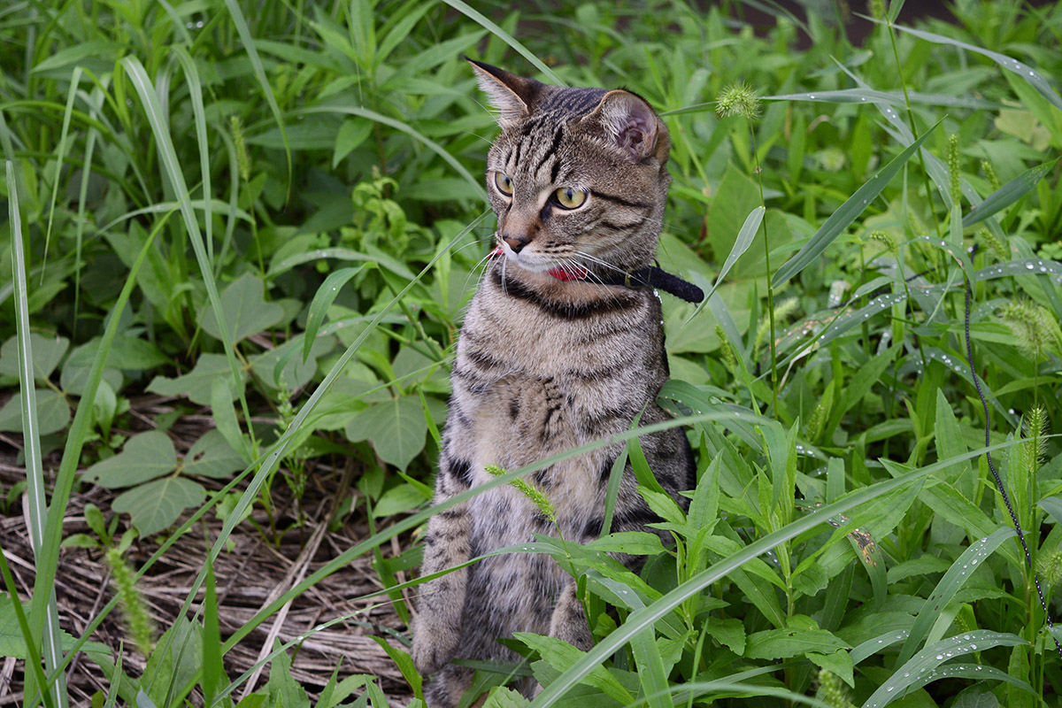 草むらで立ち上がるキジトラ猫の虎ノ介