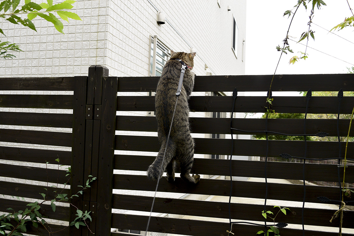 フェンスを乗り越えようとするキジトラ猫の虎ノ介
