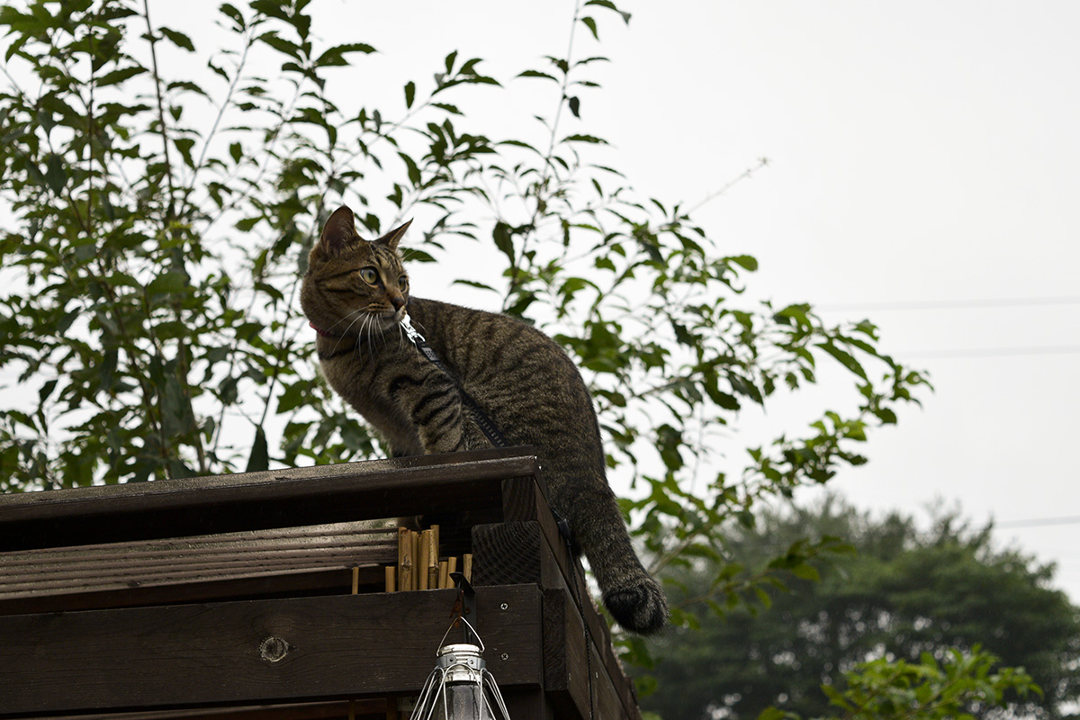 小屋の屋根にのぼるキジトラ猫の虎ノ介
