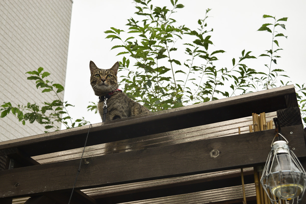小屋の屋根にのぼるキジトラ猫の虎ノ介