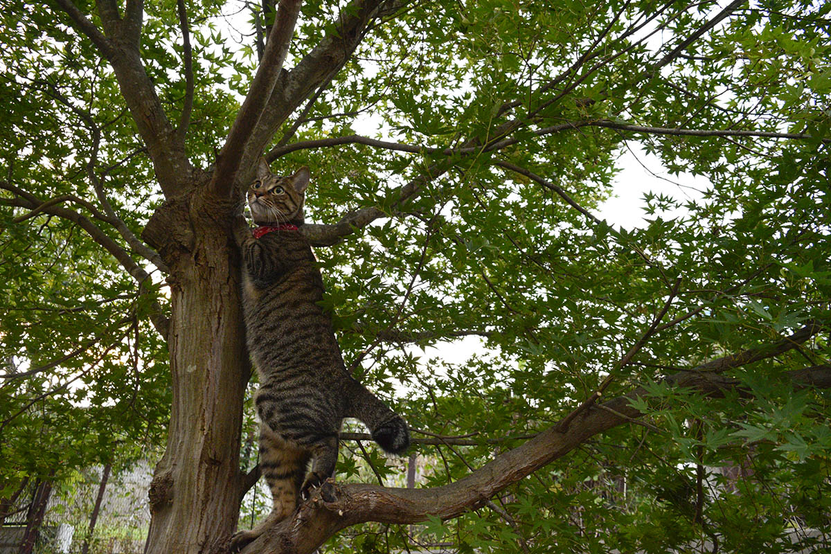木に登って飛んでいるカモメを捕まえようとするキジトラ猫の虎ノ介