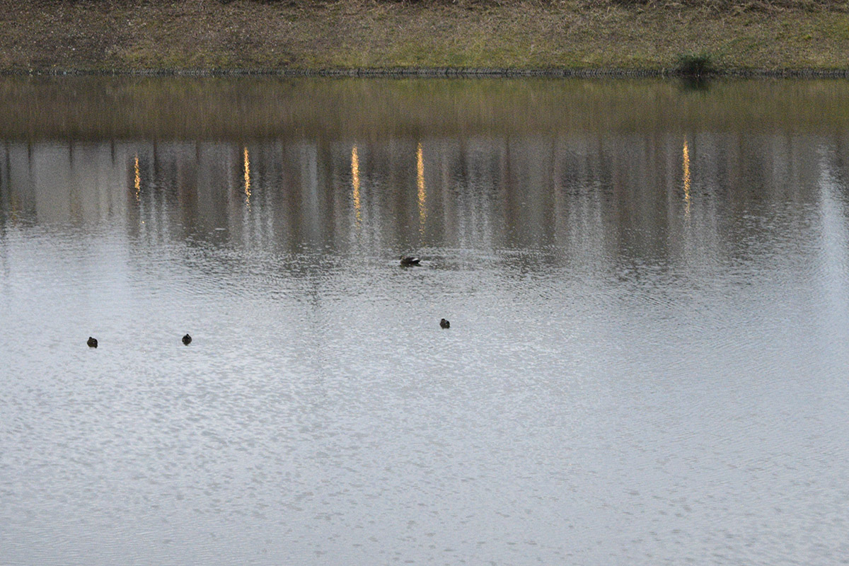 調整池で泳ぐ水鳥
