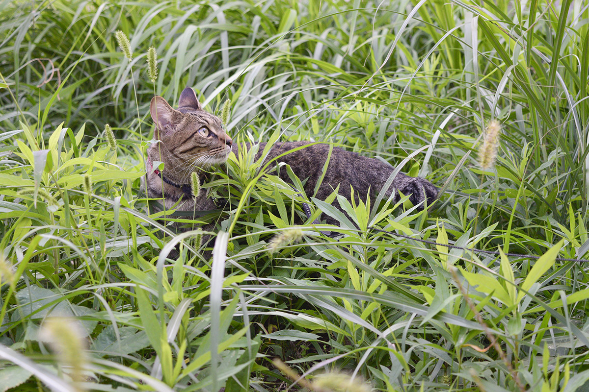 草むらで遊ぶキジトラ猫の虎ノ介