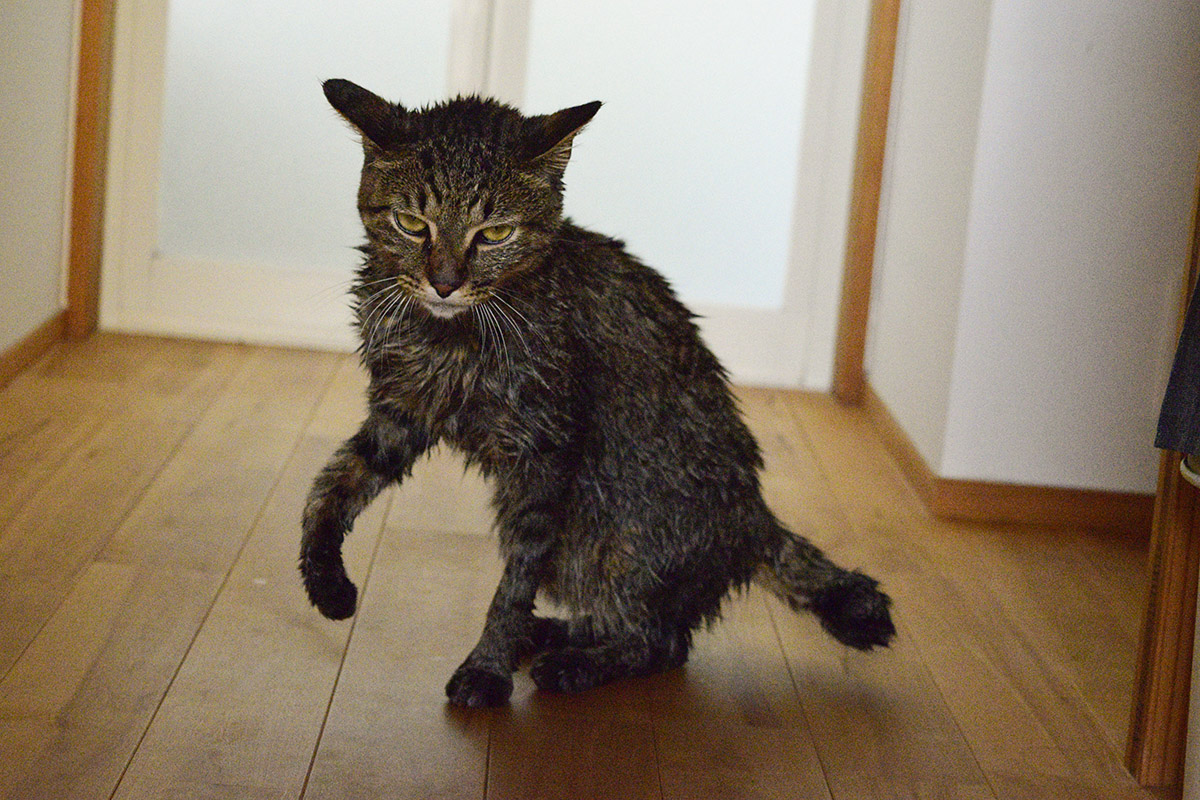 お風呂にはいったキジトラ猫の虎ノ介