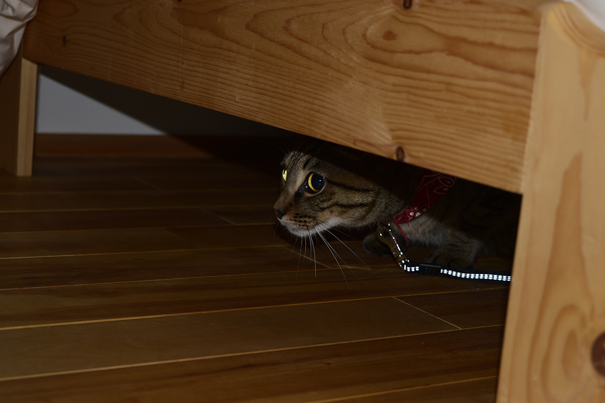 ベッドの下にもぐるキジトラ猫の虎ノ介