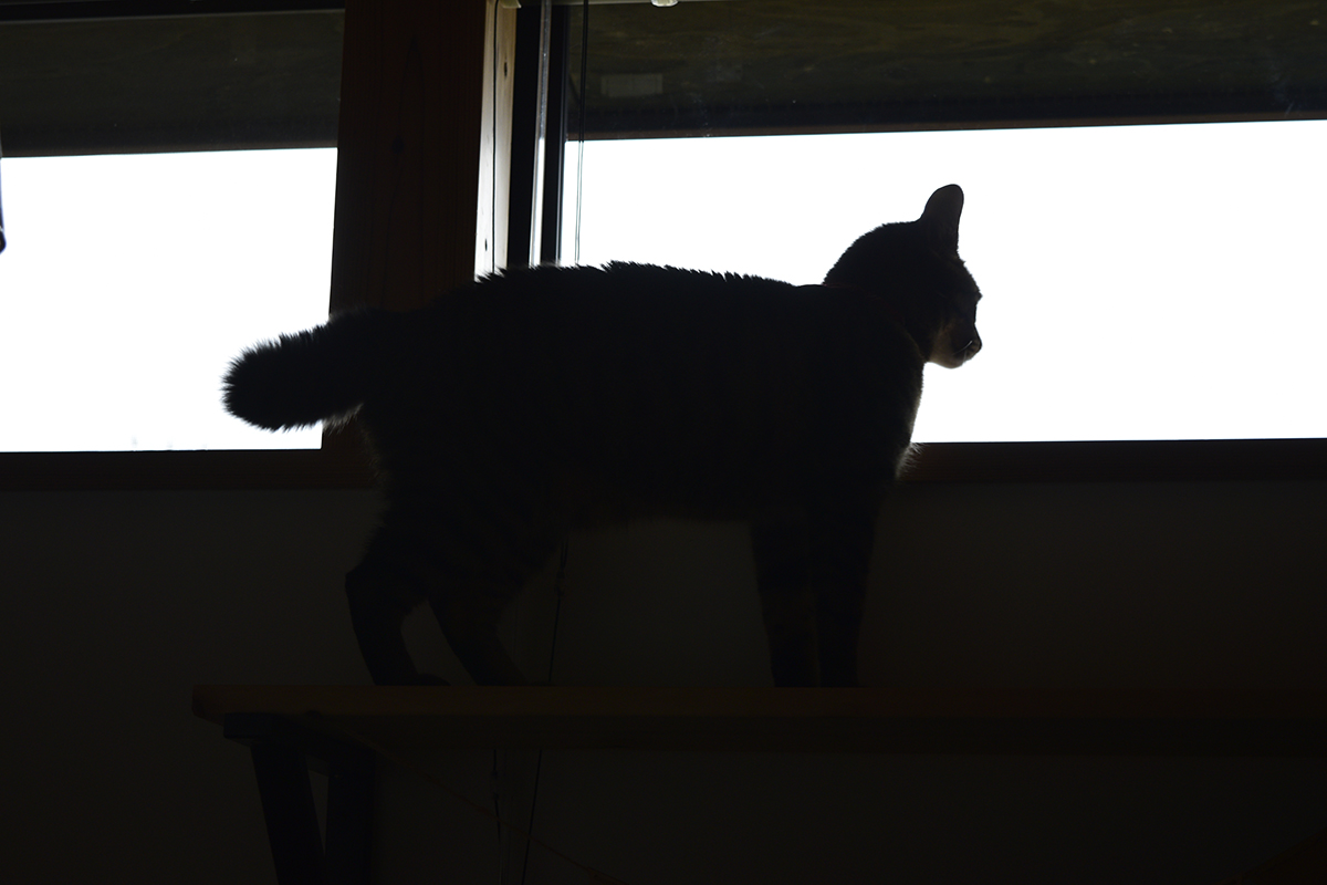 毛を逆立てたまま窓から外をみるキジトラ猫の虎ノ介
