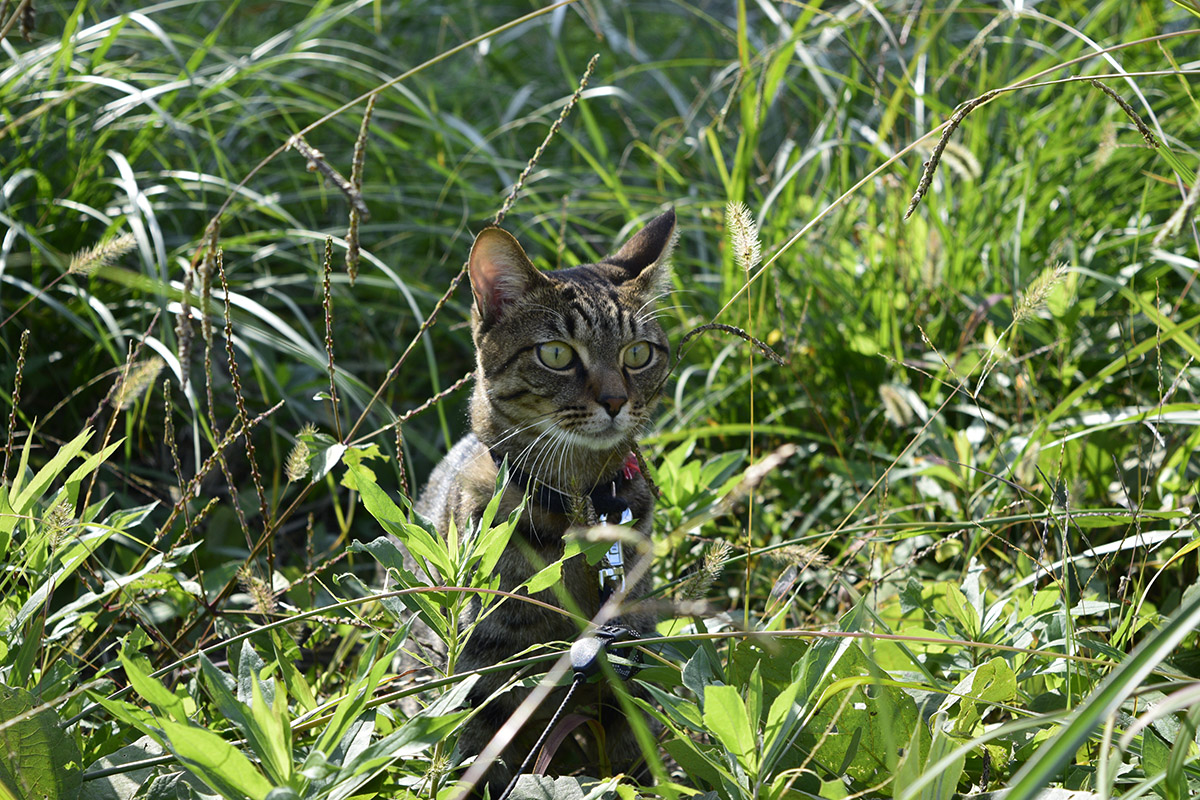 草むらにはいるキジトラ猫の虎ノ介