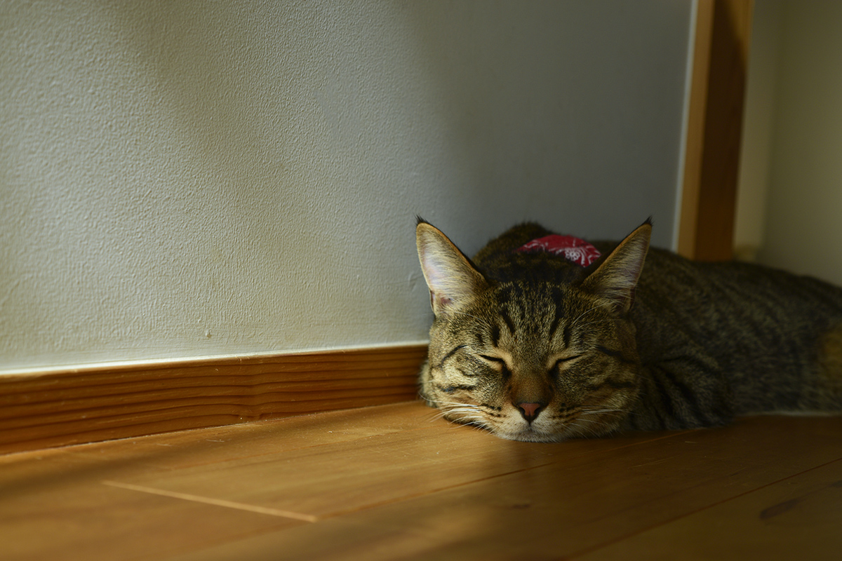 お昼寝するキジトラ猫の虎ノ介