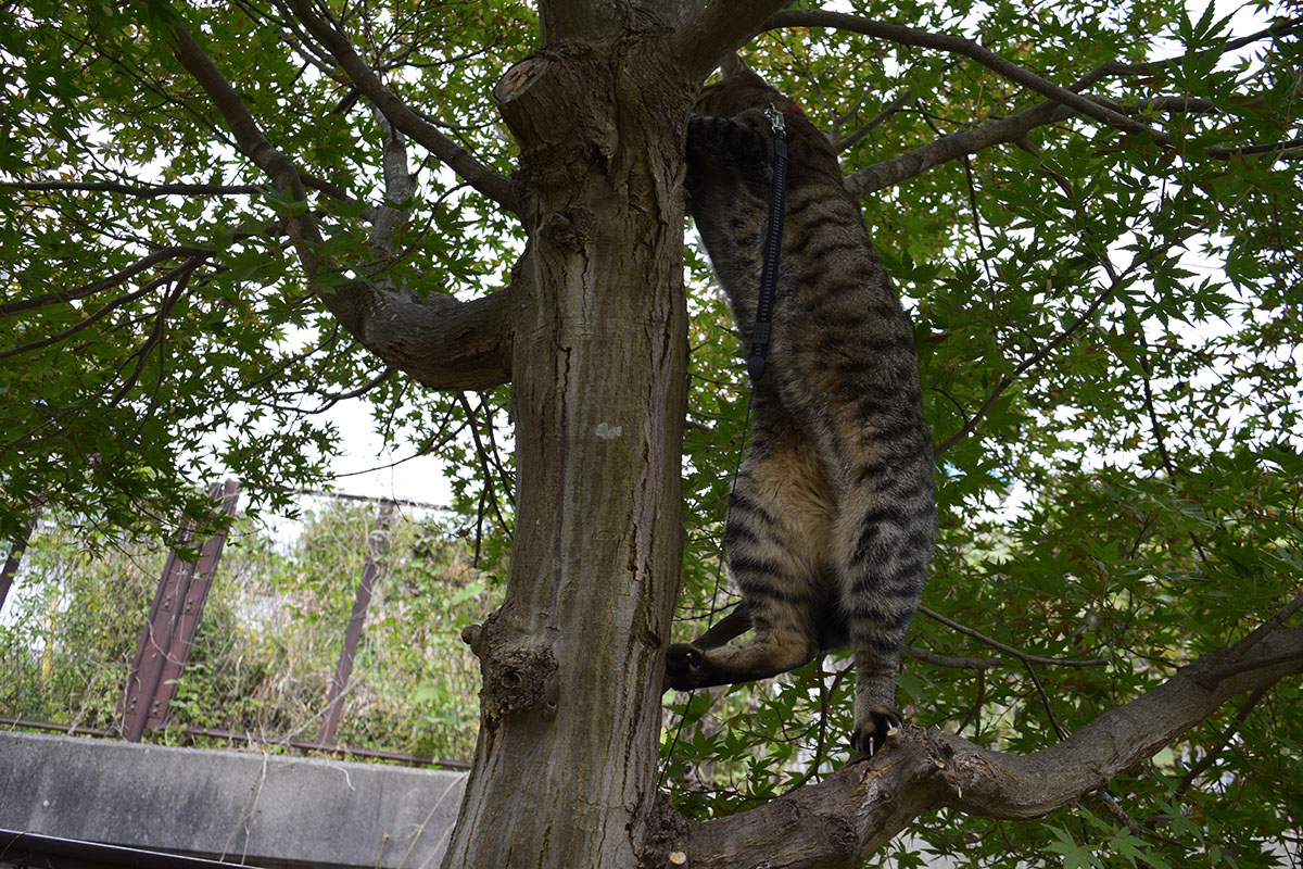 木によじ登るキジトラ猫の虎ノ介