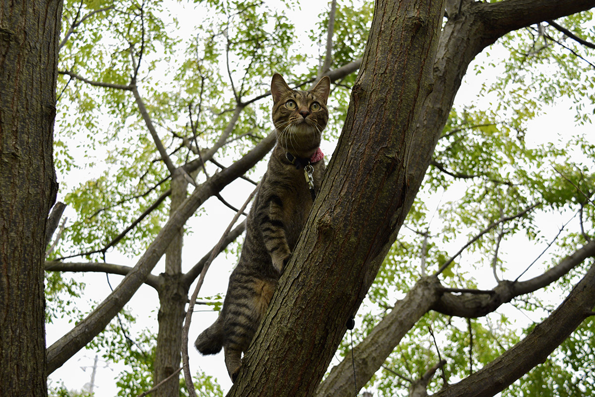 木に登って鳥を捕まえようとするキジトラ猫の虎ノ介