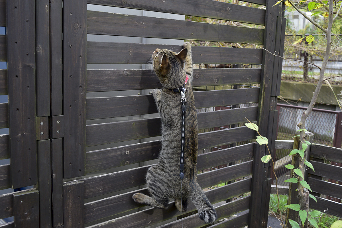 フェンスにのぼって鳥を捕まえようとするキジトラ猫の虎ノ介