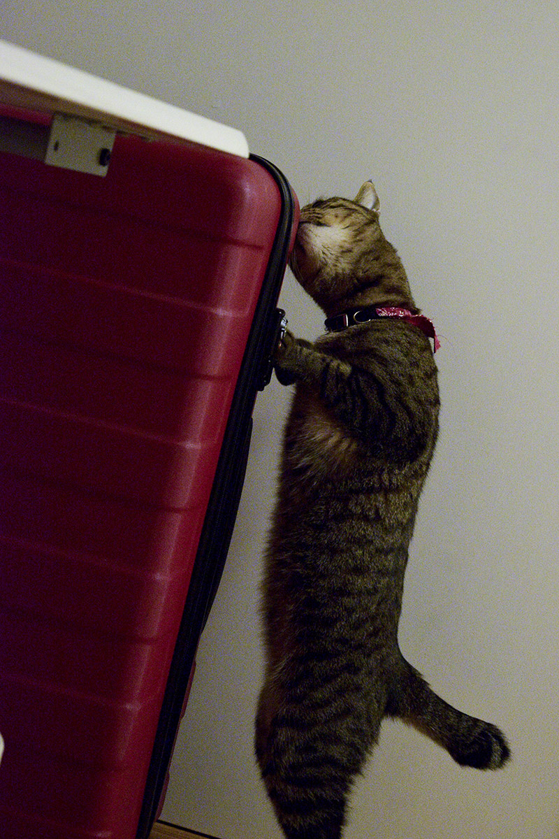 スーツケースのにおいをかぐキジトラ猫の虎ノ介