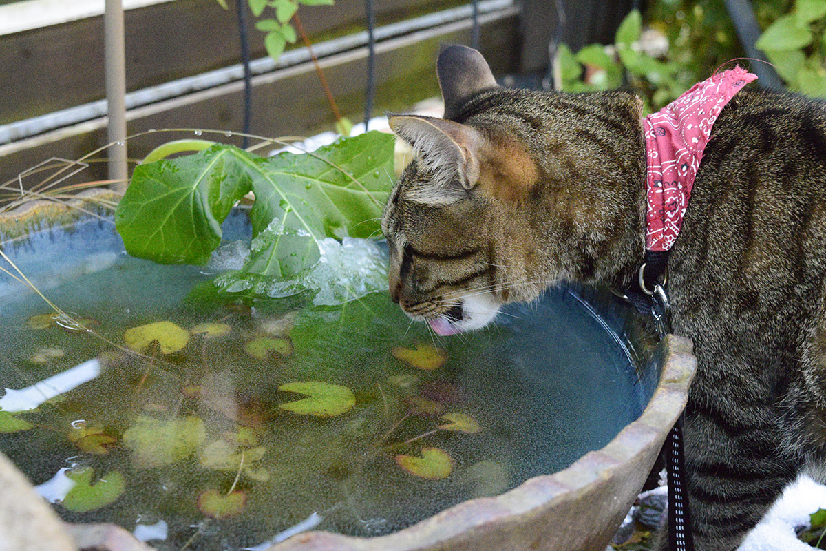凍った鉢の水を飲もうとするキジトラ猫の虎ノ介