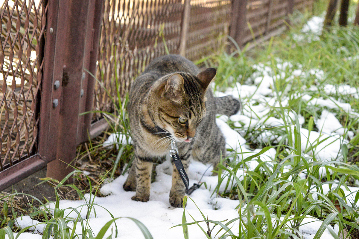雪を踏むたびに沈むのを不思議そうにみるキジトラ猫の虎ノ介