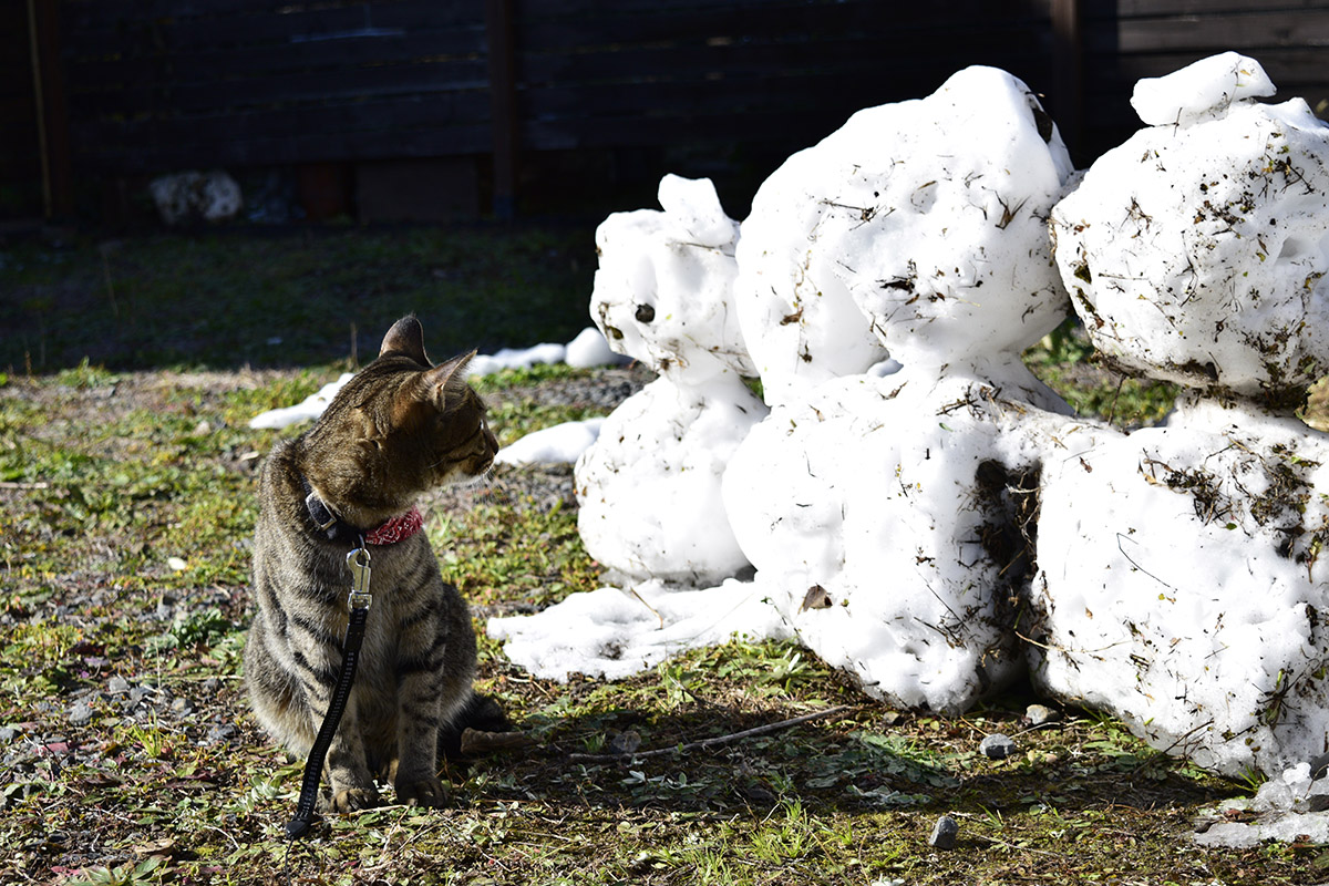 雪ダルマをみつめるキジトラ猫の虎ノ介