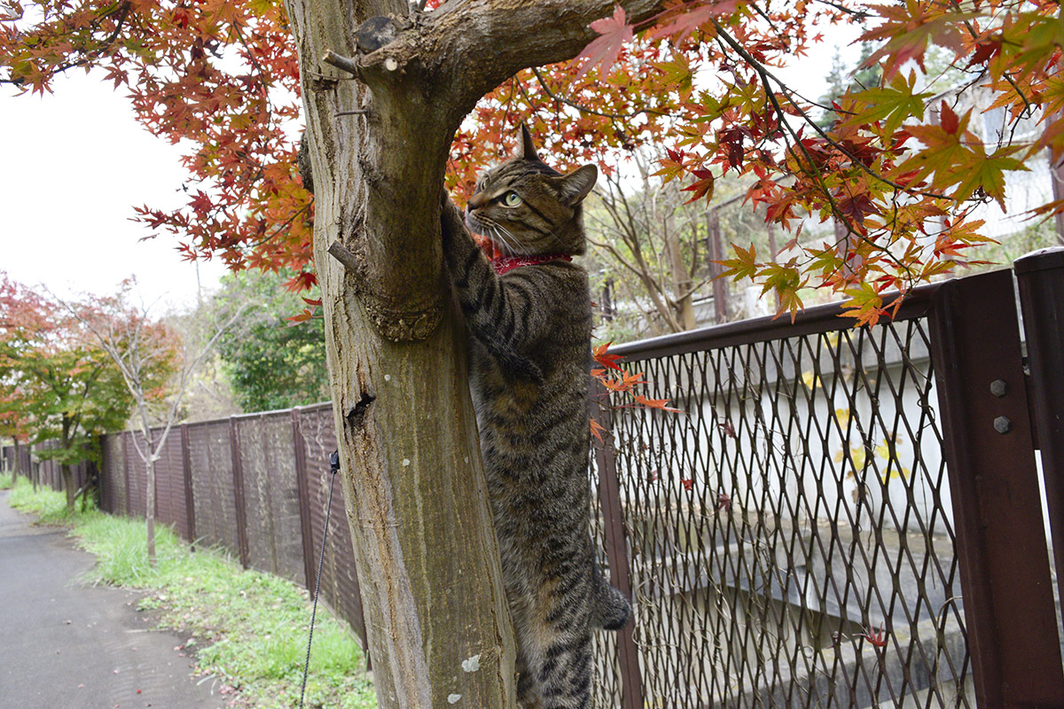木に登ろうとするキジトラ猫の虎ノ介