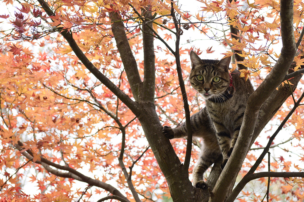 木の上で変な恰好をしているキジトラ猫の虎ノ介