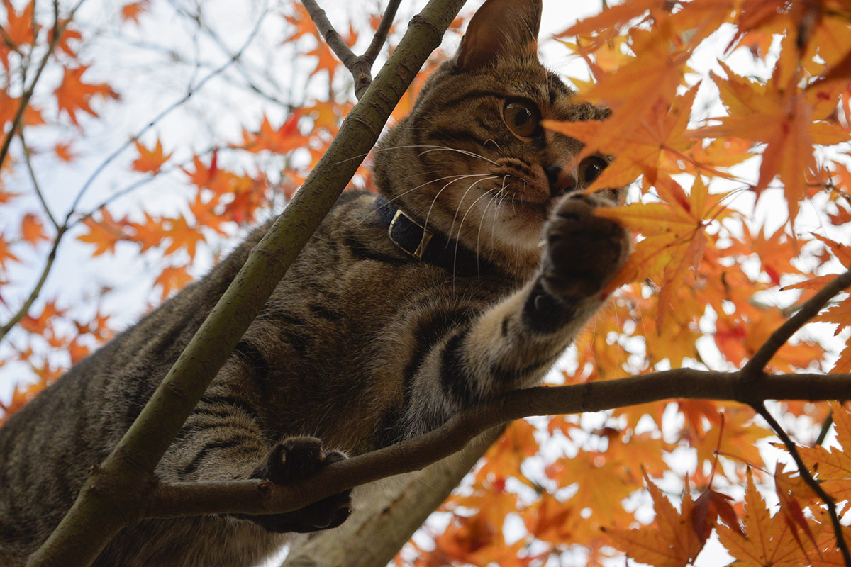 木に登るキジトラ猫の虎ノ介（2回目）