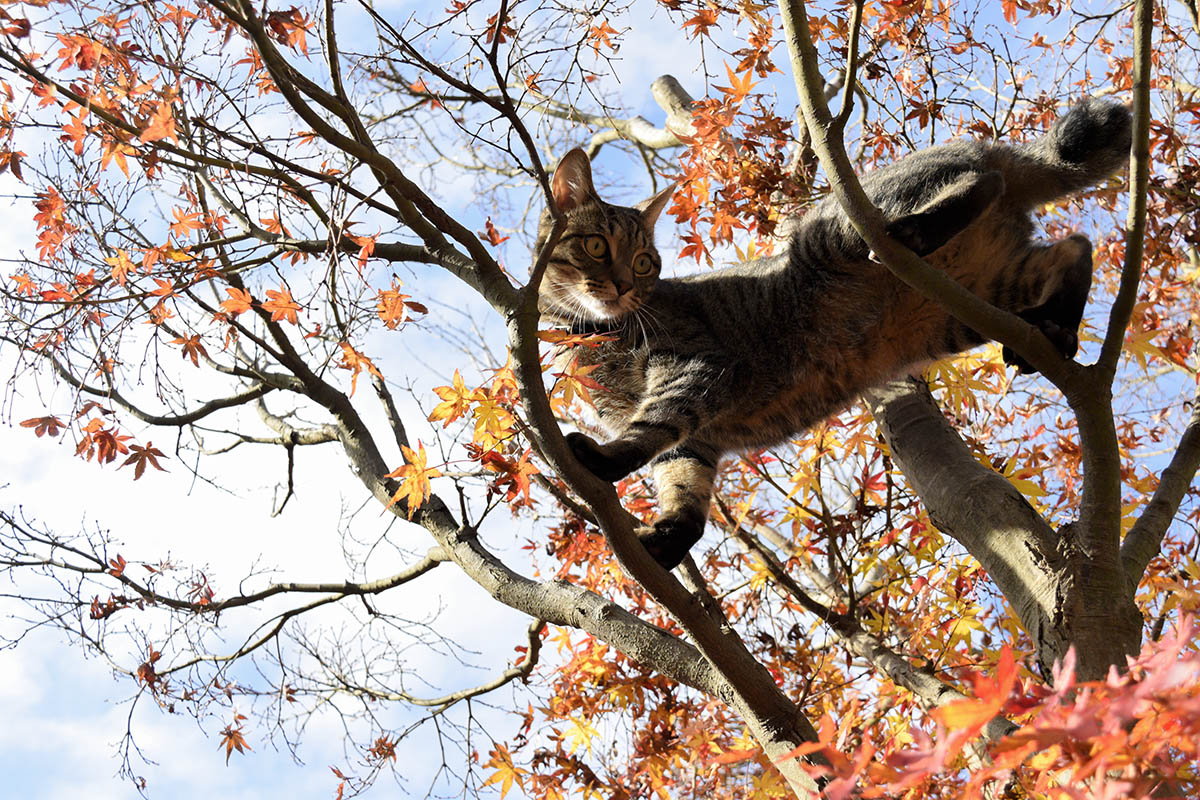 木に登るキジトラ猫の虎ノ介（3回目）