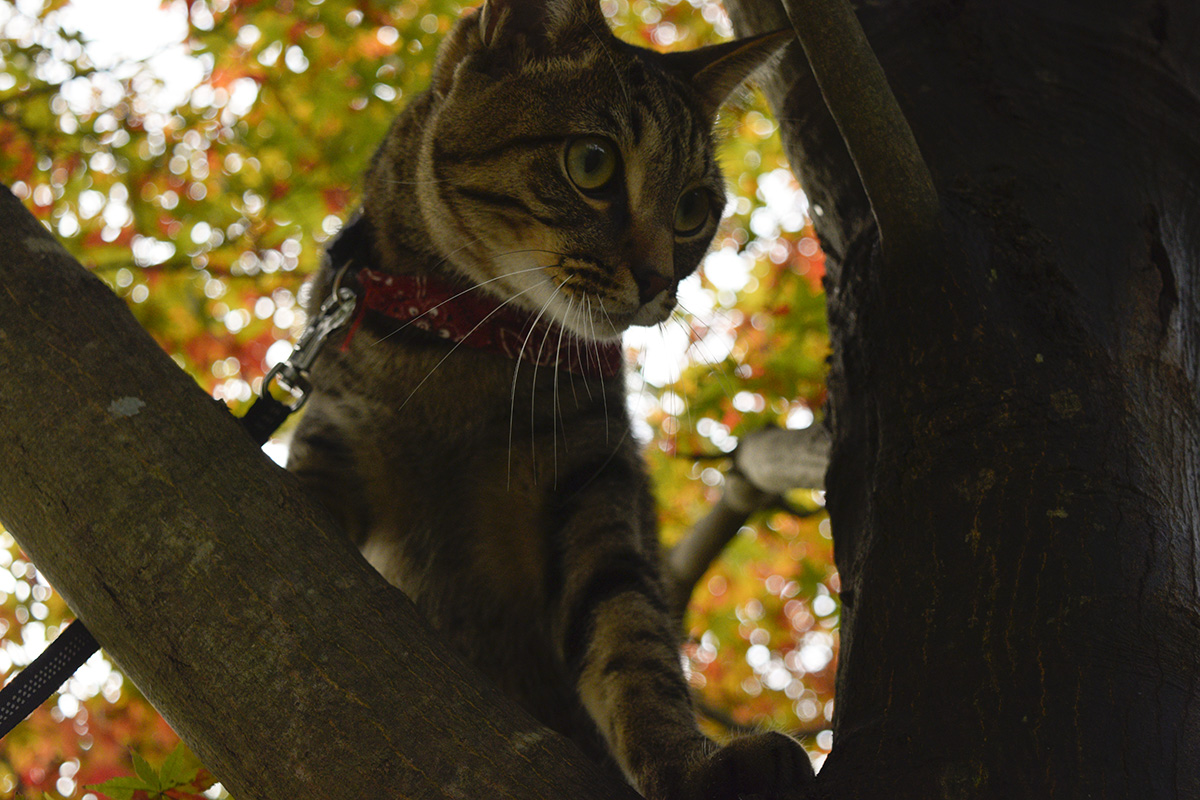木に登るキジトラ猫の虎ノ介（4回目）