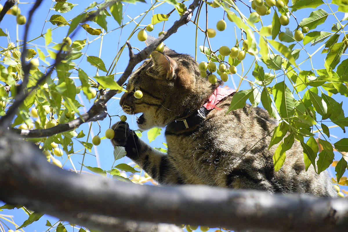 木の上で落ち着くために実を食べようとするキジトラ猫の虎ノ介
