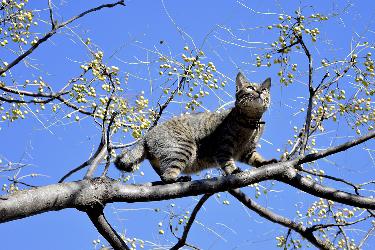 鳥を追って木に登るキジトラ猫の虎ノ介