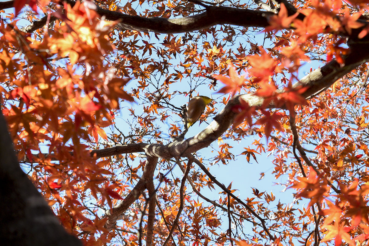 地面から見上げた木の枝にとまる鳥