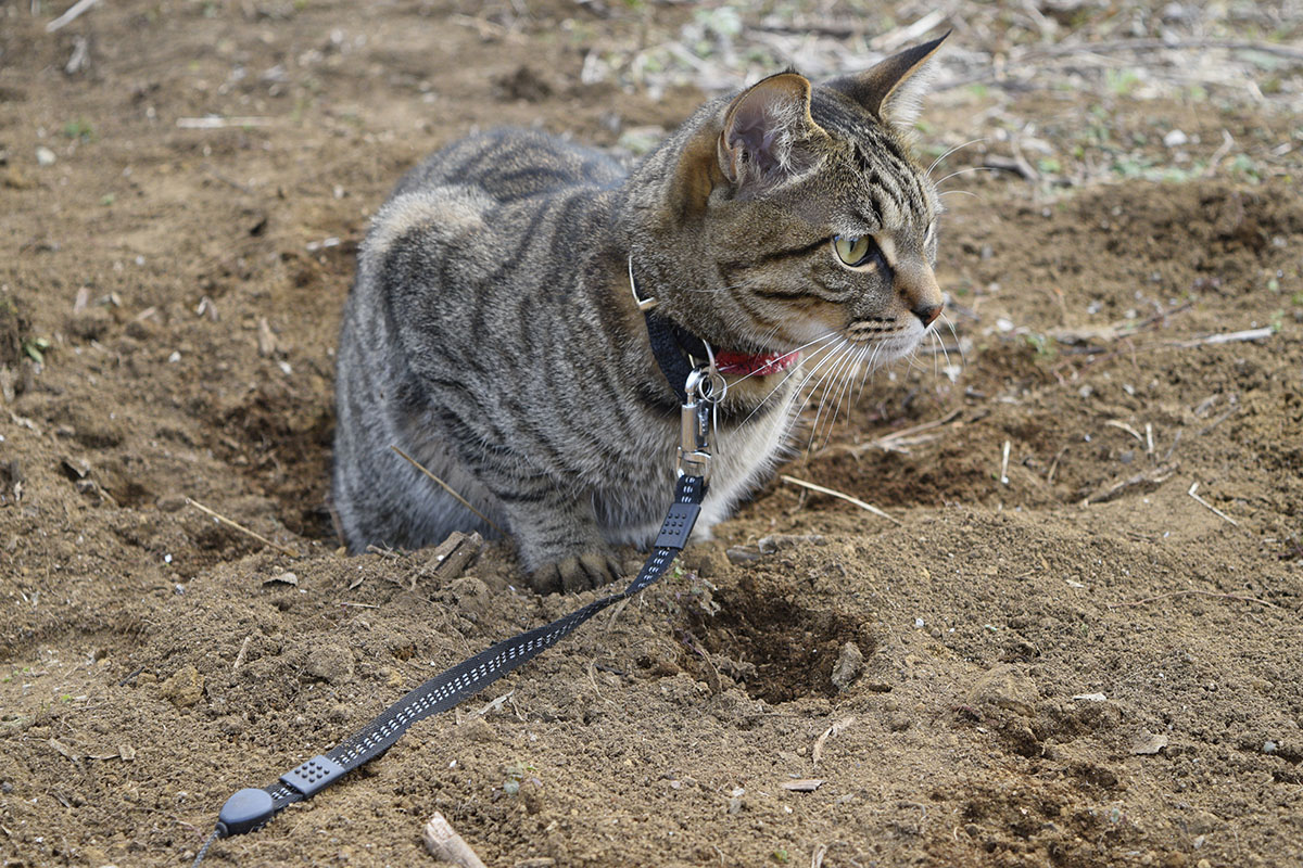 土に埋まるキジトラ猫の虎ノ介