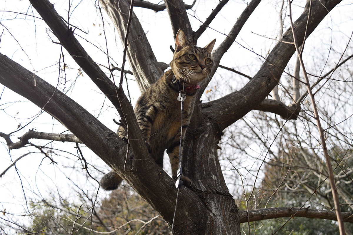 木に登って降りられなくなったキジトラ猫の虎ノ介